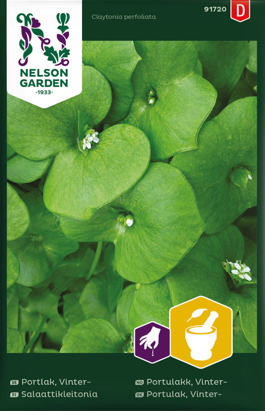 Bilde av Portulakk, Vinter-Spanne Plantesalg