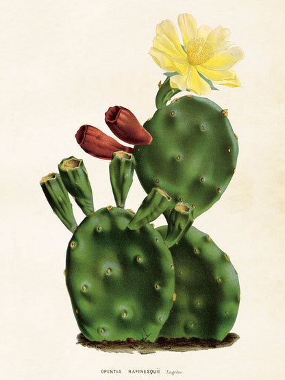 Bilde av Poster 50 x 70 cm-Spanne Plantesalg