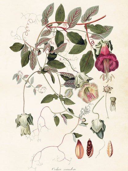 Bilde av Poster 50 x 70 cm-Spanne Plantesalg
