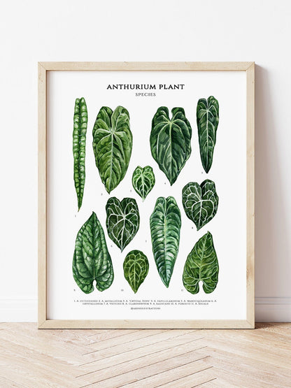 Bilde av Postkort med konvolutt (10 x 14 cm) stueplanter-Spanne Plantesalg