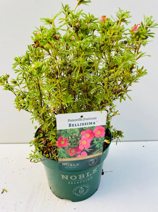 Bilde av POTENTILLA BELLISSIMA-Spanne Plantesalg