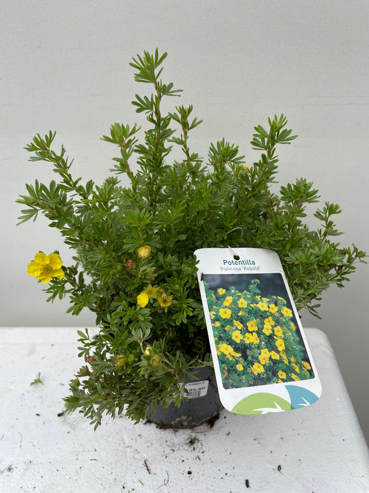 Bilde av POTENTILLA FR. KOBOLD-Spanne Plantesalg