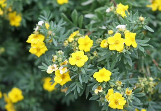 Bilde av POTENTILLA FR. KOBOLD-Spanne Plantesalg