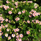 Bilde av Potentilla Fruticosa Lovely Pink-Spanne Plantesalg