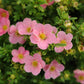 Bilde av Potentilla Fruticosa Lovely Pink-Spanne Plantesalg