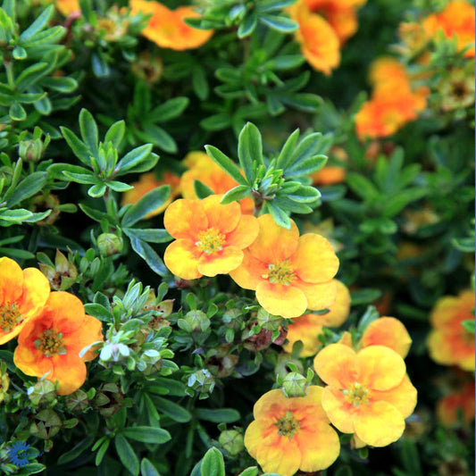 Bilde av POTENTILLA MANDARIN TANGO-Spanne Plantesalg