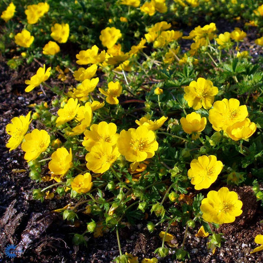 Bilde av Potentilla neumanniana-Spanne Plantesalg