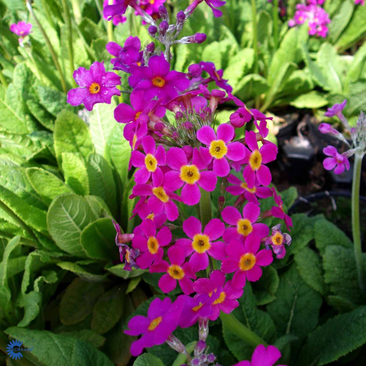 Bilde av Primula beesiana-Spanne Plantesalg