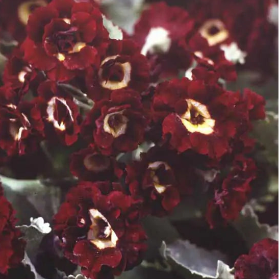 Bilde av Primula 'Black Jack'-Spanne Plantesalg