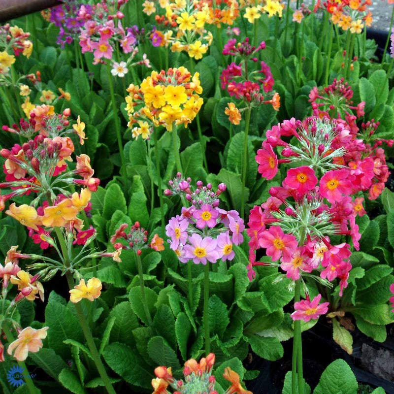 Bilde av Primula bulleesiana-Spanne Plantesalg