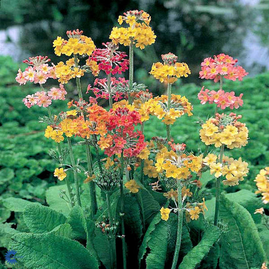 Bilde av Primula bulleesiana-Spanne Plantesalg