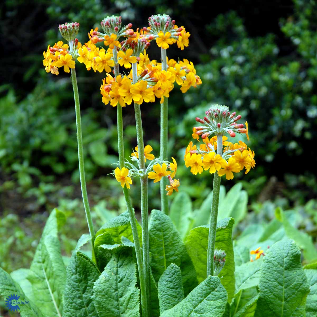 Bilde av Primula bulleyana-Spanne Plantesalg