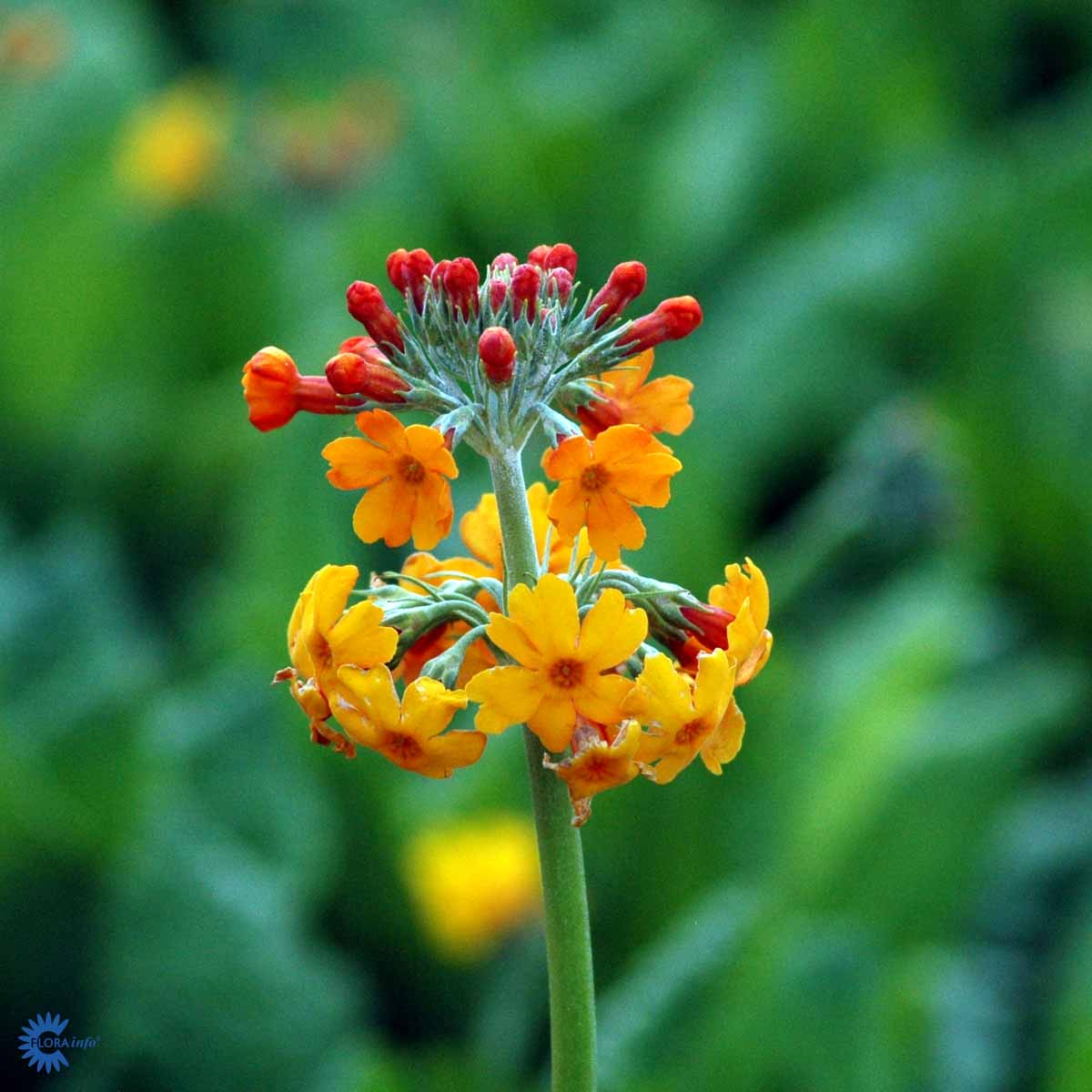 Bilde av Primula bulleyana-Spanne Plantesalg