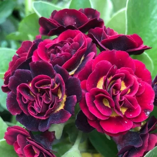 Bilde av Primula 'Crimson Glow'-Spanne Plantesalg