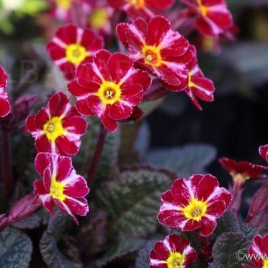 Bilde av Primula 'Dark Rosaleen'-Spanne Plantesalg