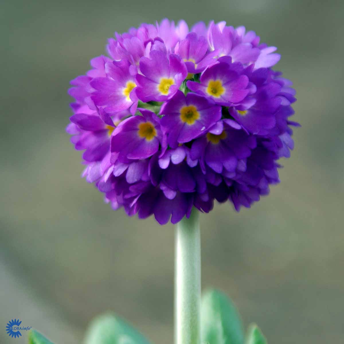 Bilde av Primula dent. 'Lilac'-Spanne Plantesalg
