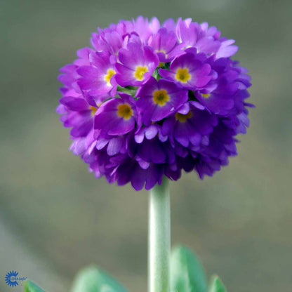 Bilde av Primula dent. 'Lilac'-Spanne Plantesalg