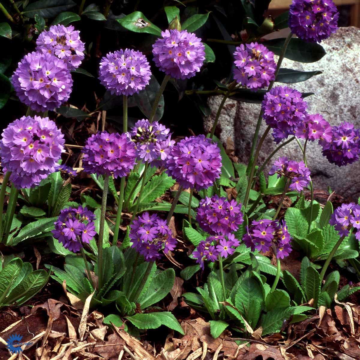 Bilde av Primula dent. 'Lilac'-Spanne Plantesalg