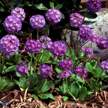 Bilde av Primula dent. 'Lilac'-Spanne Plantesalg