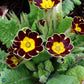 Bilde av Primula (E) Gold Lace Hybrids-Spanne Plantesalg