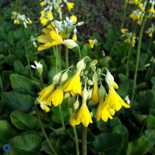 Bilde av Primula florindae-Spanne Plantesalg