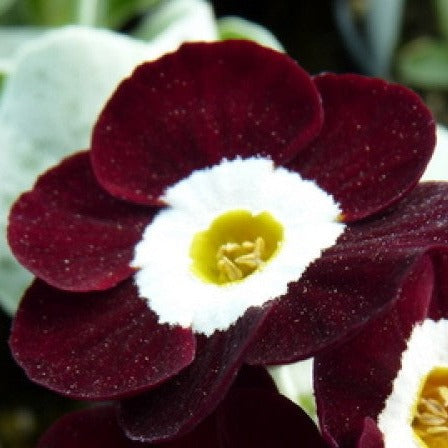 Bilde av Primula 'Gizabroon'-Spanne Plantesalg