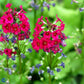 Bilde av Primula japonica 'Miller's Crimson'-Spanne Plantesalg
