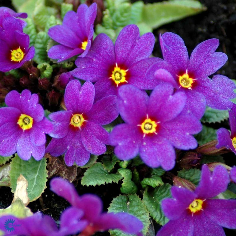 Bilde av Primula (J) 'Wanda'-Spanne Plantesalg