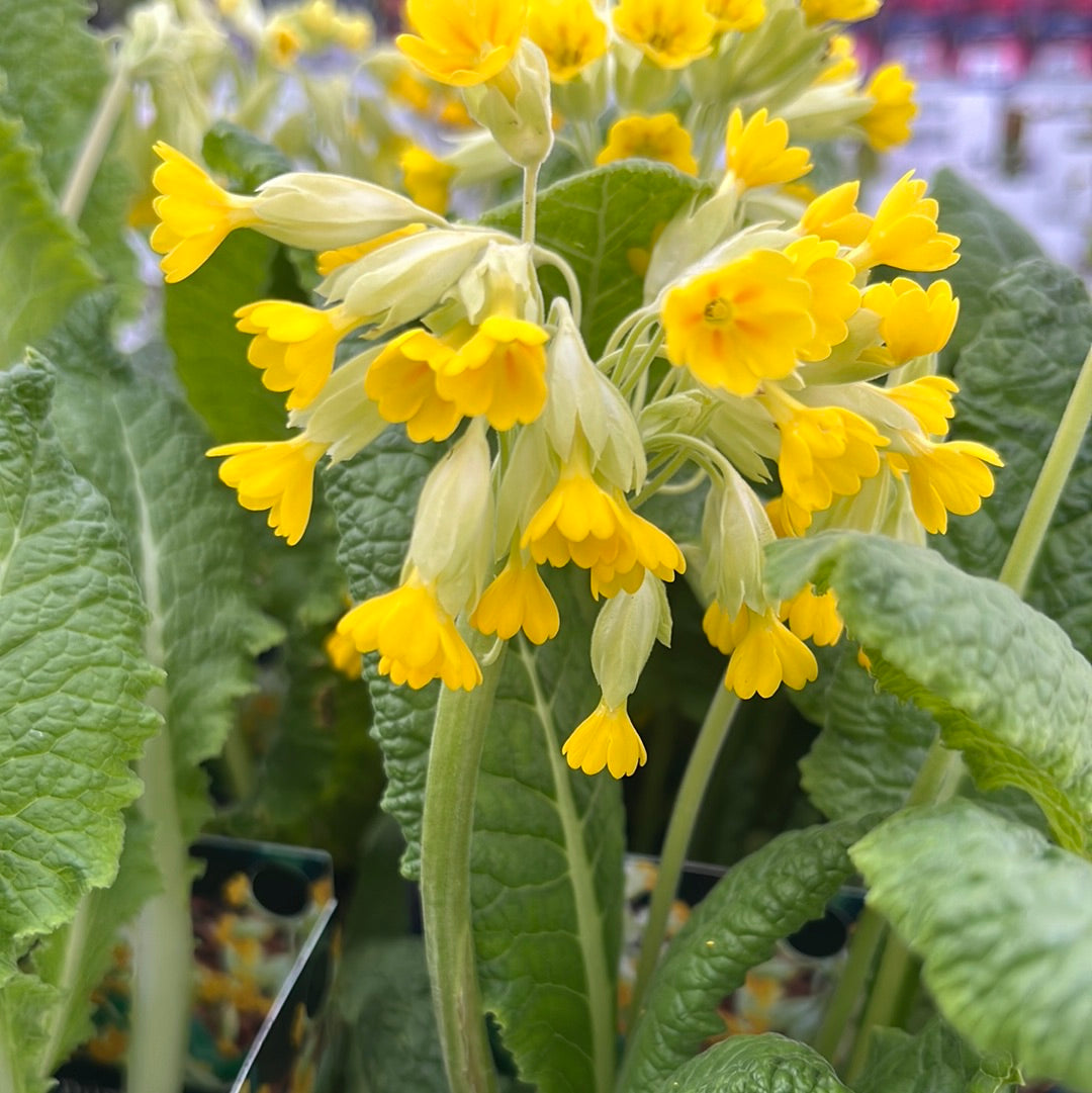 Bilde av Primula veris-Spanne Plantesalg