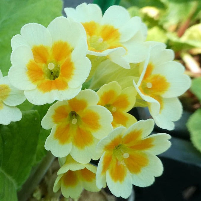 Bilde av Primula veris 'Lime with Orange'-Spanne Plantesalg