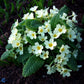 Bilde av Primula vulgaris-Spanne Plantesalg