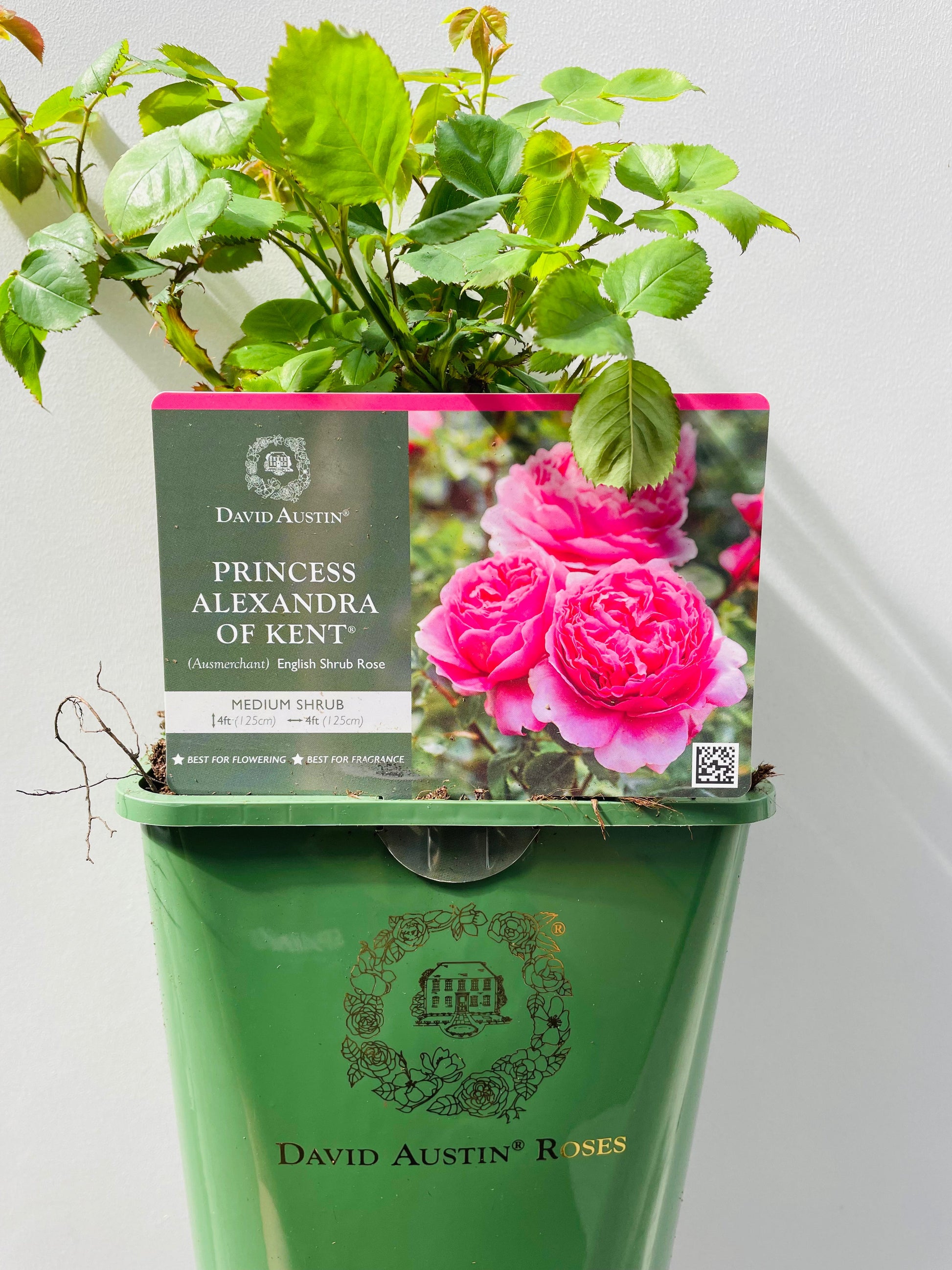 Bilde av Princess Alexandra Of Kent, David Austin Roses-Spanne Plantesalg