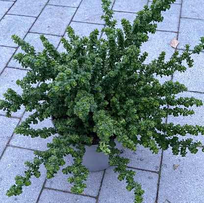 Bilde av Prostanthera cuneata 'Gimle'-Spanne Plantesalg