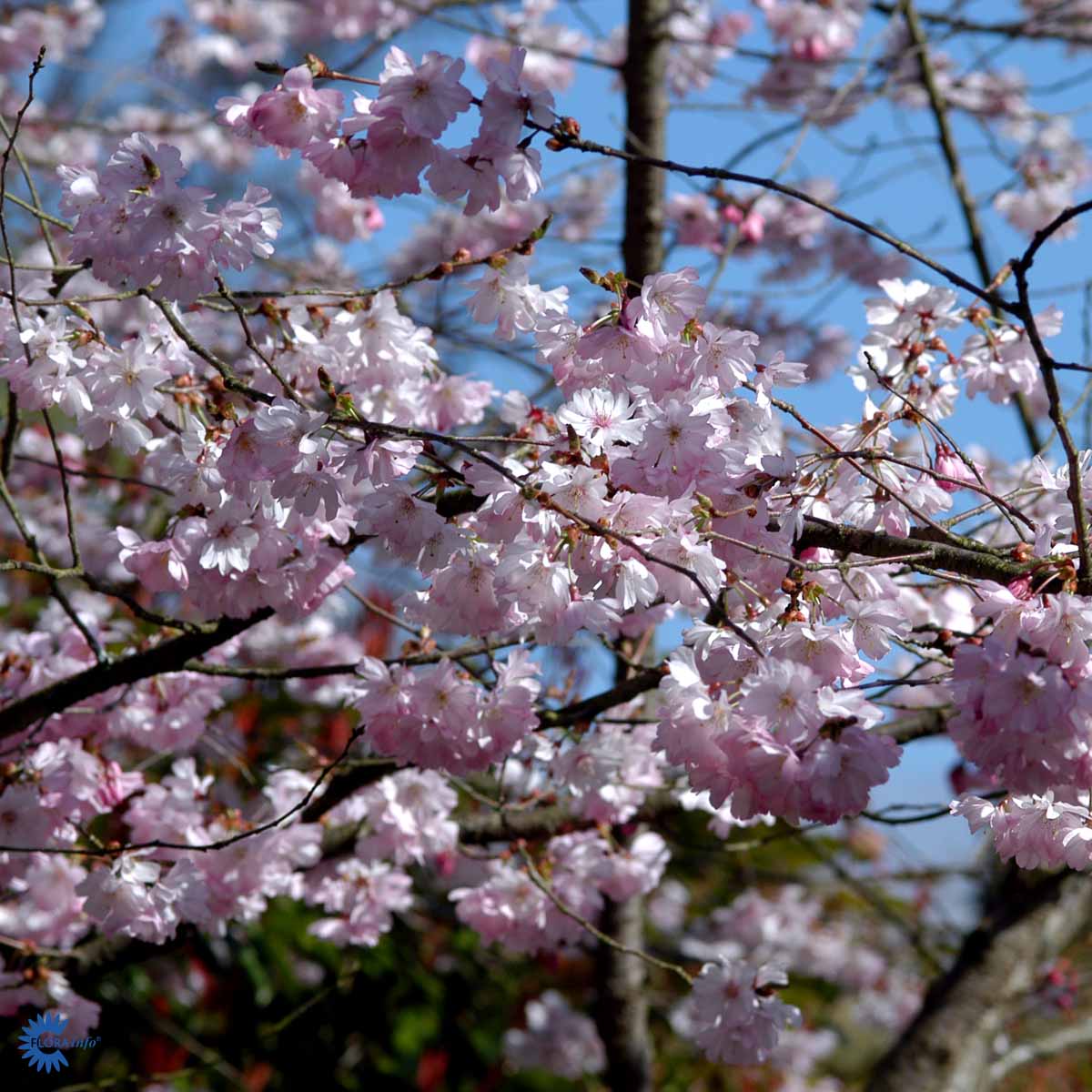 Bilde av Prunus 'Accolade'-Spanne Plantesalg