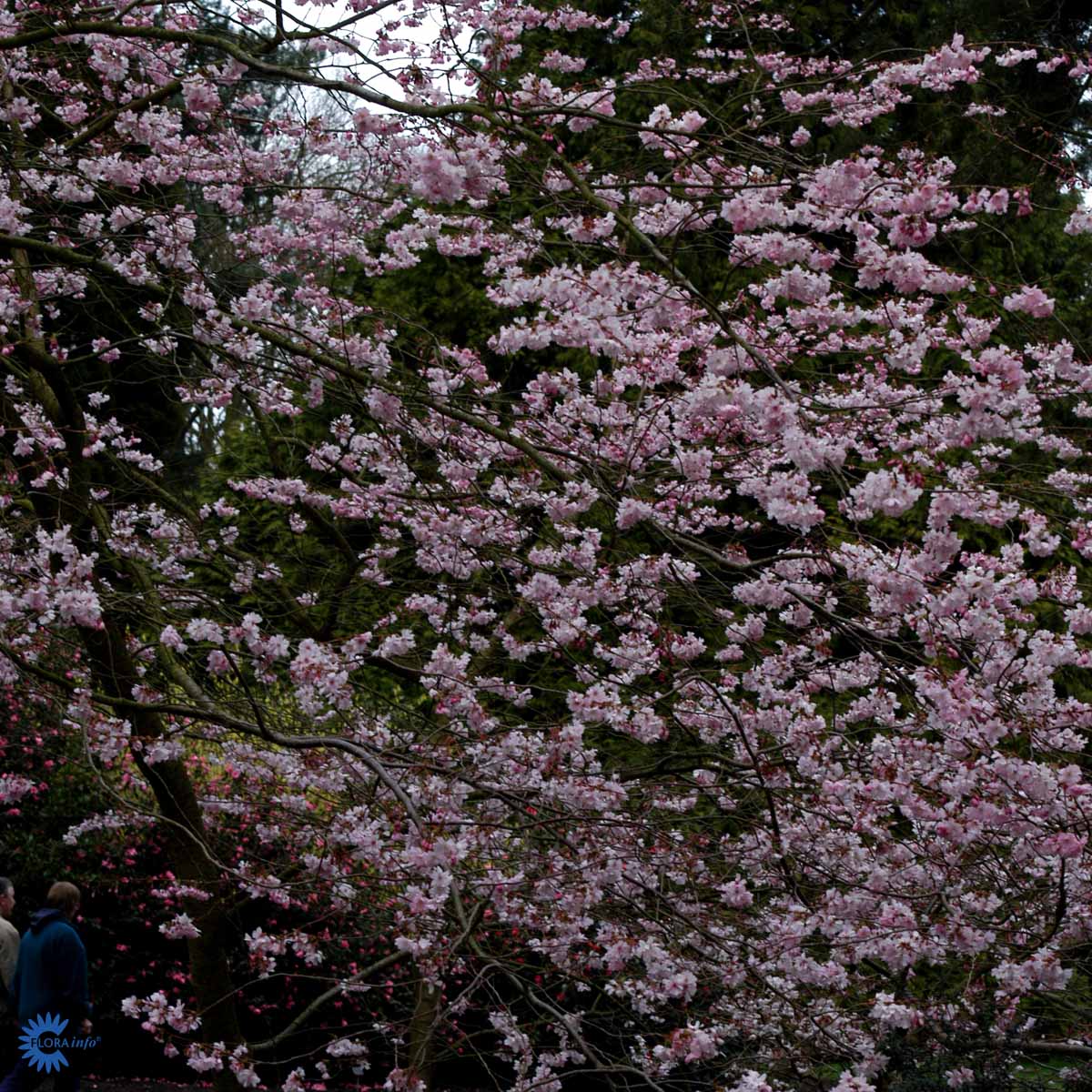 Bilde av Prunus 'Accolade'-Spanne Plantesalg
