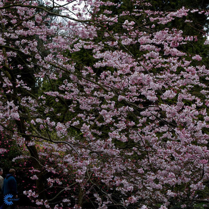 Bilde av Prunus 'Accolade'-Spanne Plantesalg