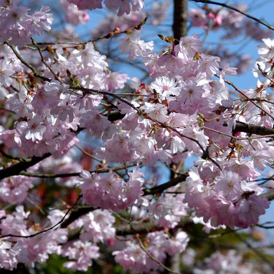 Bilde av Prunus 'Accolade'-Spanne Plantesalg