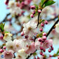 Bilde av Prunus 'Accolade'-Spanne Plantesalg