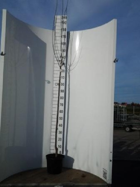 Bilde av Prunus Cerasifera Nigra Str 27Cm-Spanne Plantesalg