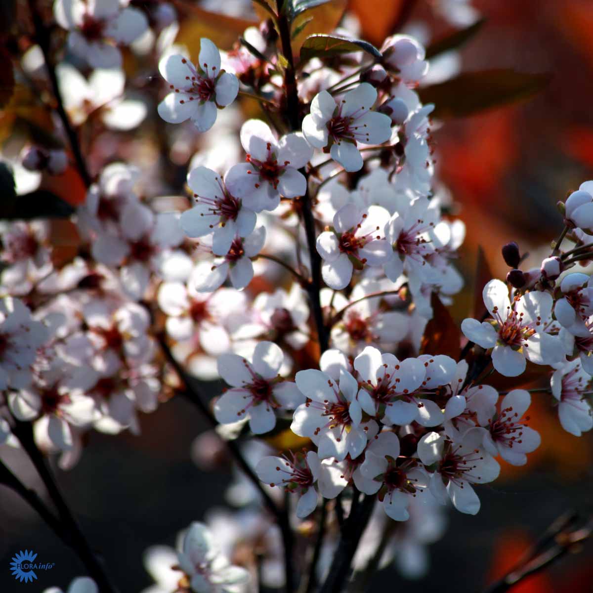 Bilde av Prunus cistena-Spanne Plantesalg