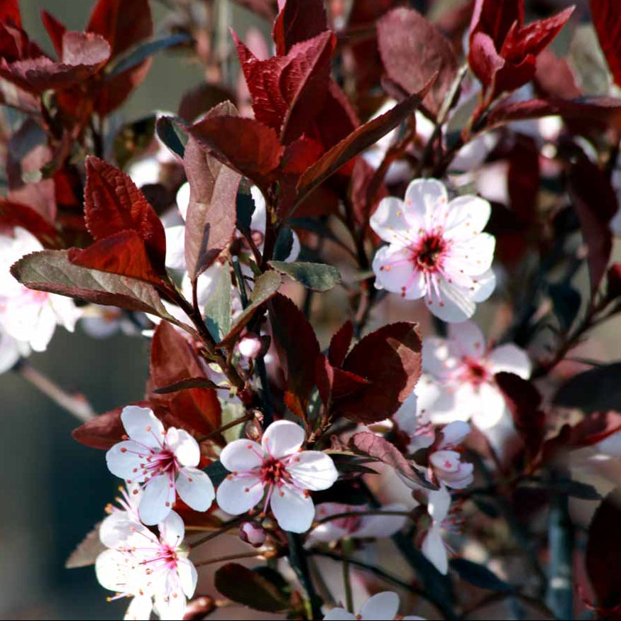 Bilde av Prunus cistena-Spanne Plantesalg