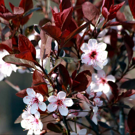 Bilde av Prunus cistena-Spanne Plantesalg