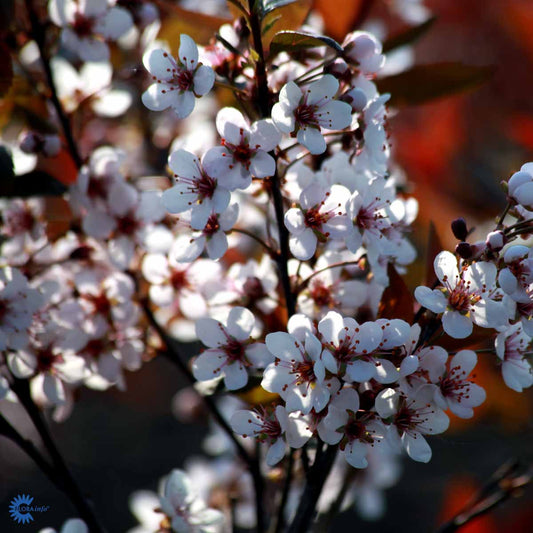 Bilde av Prunus cistena-Spanne Plantesalg