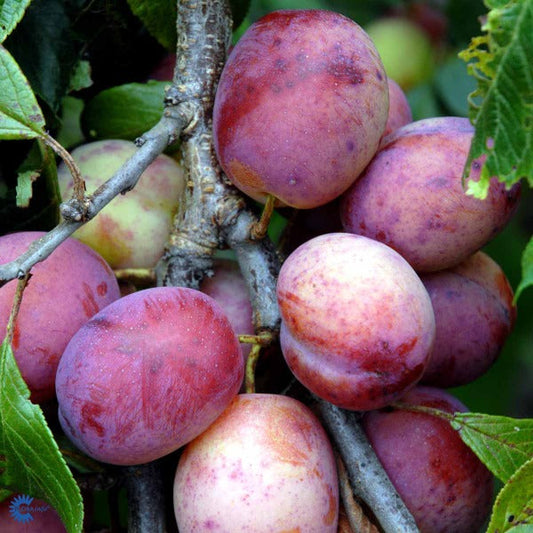 Bilde av Prunus d. 'Opal'-Spanne Plantesalg