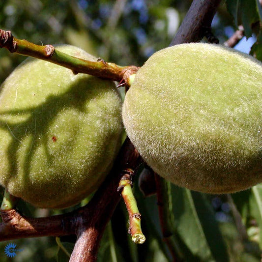 Bilde av Prunus dulcis 'Robijn'-Spanne Plantesalg