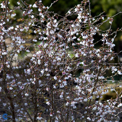 Bilde av Prunus incisa 'Kojou-no-mai' C10-Spanne Plantesalg