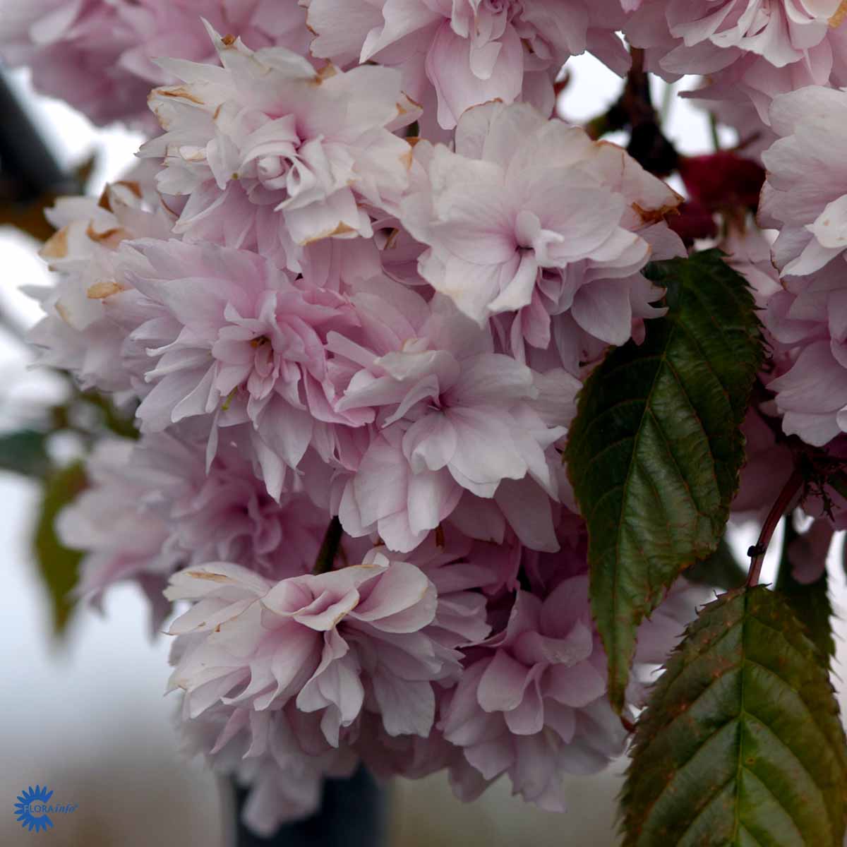 Bilde av Prunus Serrulata Kiku Shidare Zakura Str 27Cm-Spanne Plantesalg