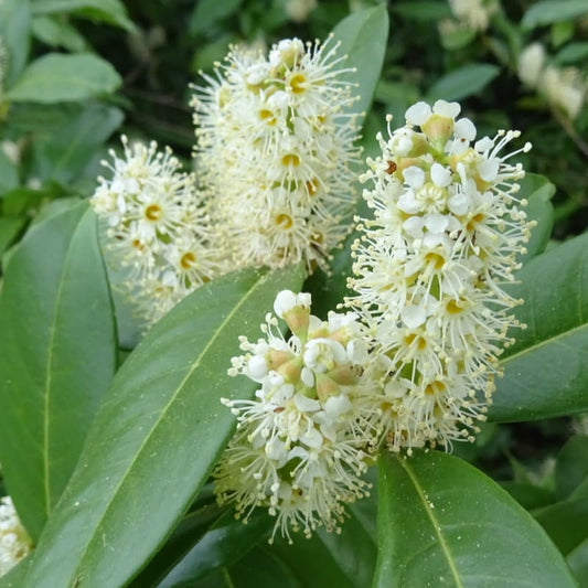 Bilde av Prunus Laurocerasus Genolia©-Spanne Plantesalg