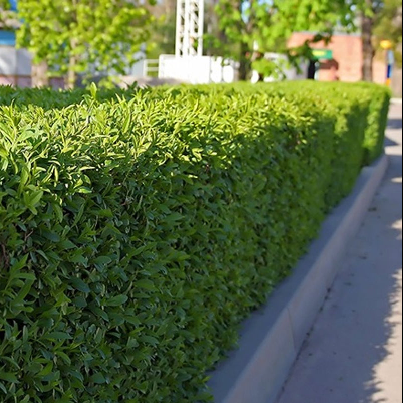 Bilde av Prunus lau. Novita-Spanne Plantesalg