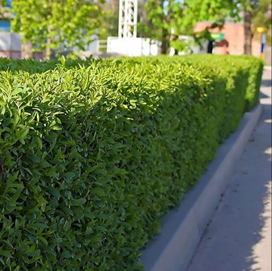 Bilde av Prunus lau. Novita-Spanne Plantesalg